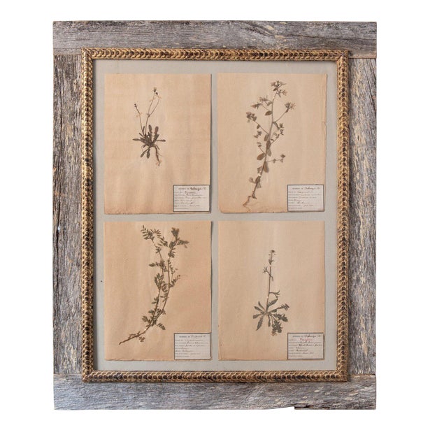 Herbarium, Paper, Framed For Sale
