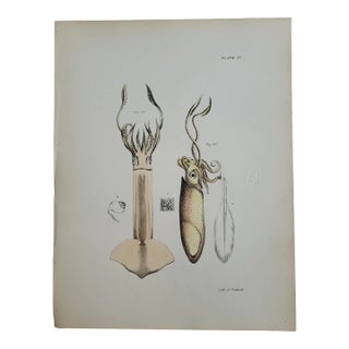 Antique 1840s Hand Colored Squid Lithograph by Endicott of New York For Sale