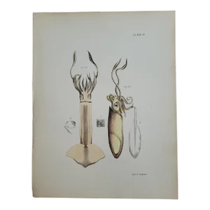 Antique 1840s Hand Colored Squid Lithograph by Endicott of New York