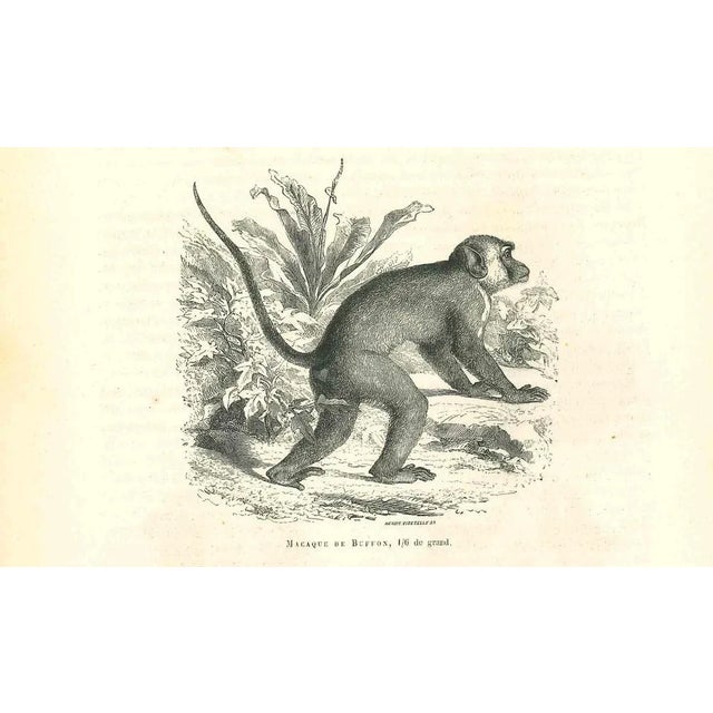 The Monkey is an original lithograph on ivory-colored paper, realized by Paul Gervais (1816-1879). The artwork is from The...