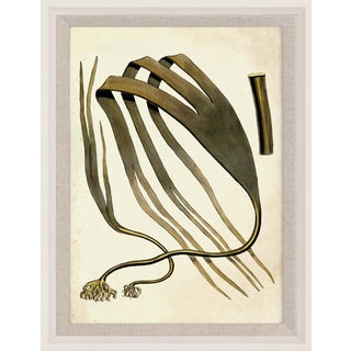 Harvey Seaweeds 13, Framed Artwork For Sale