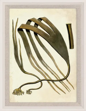 Harvey Seaweeds 13, Framed Artwork