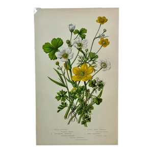 Antique Botanical Print / Illustration Showcasing Several Types of Crowfoot Flowers and Spearwort Flowers From England - Circa 1870
