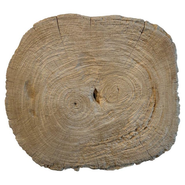 Impressive organic teak sculpture or table top. This rare large slab has beautiful natural erosion on the side and top....