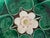 Late 19th Century Antique Pond Lily, Heron Centerpiece Stand / Compote, C. 1880's For Sale - Image 5 of 10