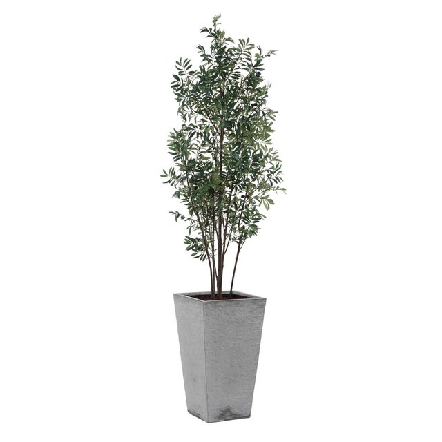 Gray Sonora Olive Tree In Planter For Sale - Image 8 of 8