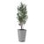 Gray Sonora Olive Tree In Planter For Sale - Image 8 of 8