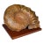 Large Ammonite Specimen, Natural History, Jurassic Fossil, Antique Presentation For Sale
