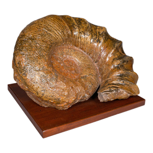 Large Ammonite Specimen, Natural History, Jurassic Fossil, Antique Presentation