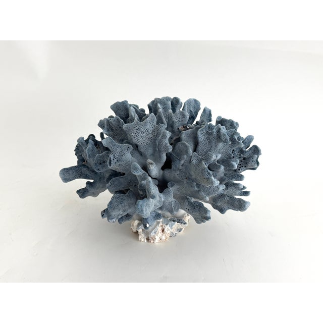 Shell Natural Blue Coral Specimen Coastal Decor For Sale - Image 7 of 8