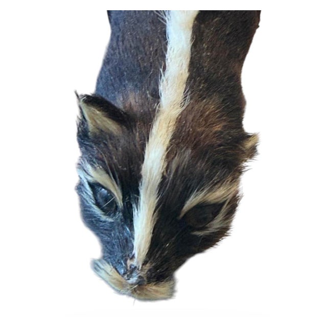 Rustic 9 Inch Skunk, Hand Crafted , Fur, Figurine Vintage For Sale - Image 3 of 8