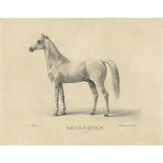 August Jäger, Horse Bairaktar, 1846, Paper Lithograph For Sale