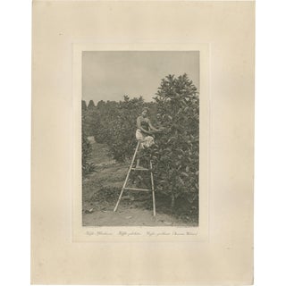 Coffee Picker Portrait, 1890s, Paper For Sale