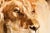 This watercolor depiction of a lion captures the majestic creature with a striking focus on its expressive face and...