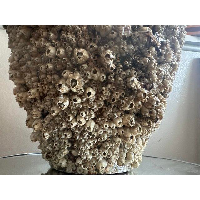 Japanese Peace River Barnacle-Encrusted Vessel With Faux Vintage Japanese Black Pearl, 19 In. Takotsubo Style For Sale - Image 3 of 9