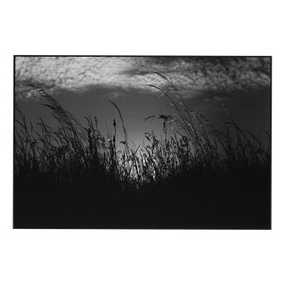 Paul Cooklin, Wild Grasses, Edition of 50 For Sale