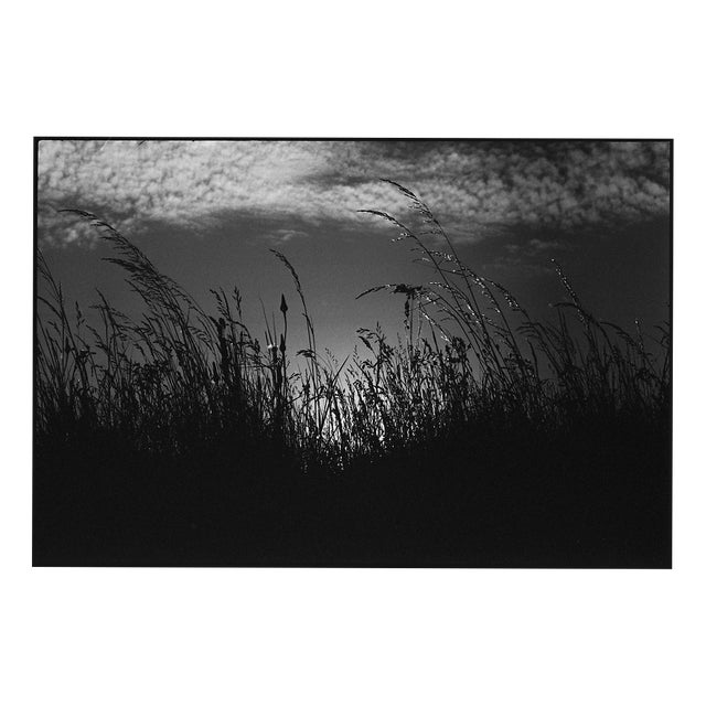 Paul Cooklin, Wild Grasses, Edition of 50 For Sale