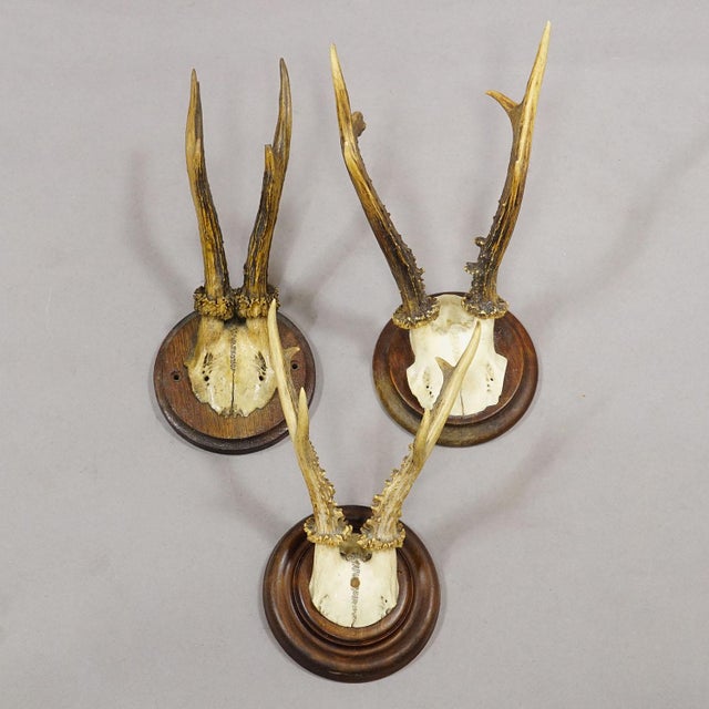 Antique Set of Six Roe Deer Trophies on Turned Plaques Germany ca.1900s For Sale - Image 6 of 7