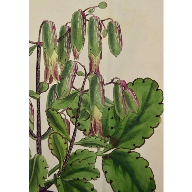 Flowering Air Plant: A 19th Century Hand-Colored Engraving by William Curtis , 1809 For Sale - Image 4 of 5