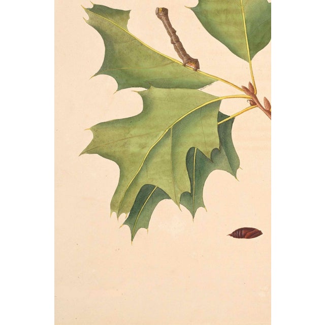 Not Yet Made - Made To Order Oak Leaf & Acorn Study With Moths, 1797 Vintage Art Print Reproduction, 16" X 24" For Sale - Image 5 of 10