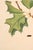 Not Yet Made - Made To Order Oak Leaf & Acorn Study With Moths, 1797 Vintage Art Print Reproduction, 16" X 24" For Sale - Image 5 of 10