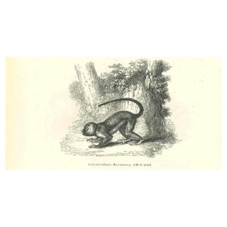 Paul Gervais, The Monkey, Lithograph, 1854 For Sale