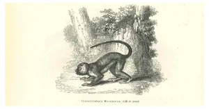 Paul Gervais, The Monkey, Lithograph, 1854