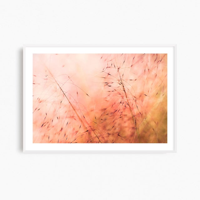 'In the Pink' Set of Botanical Photographs, Set of Four 36 X 24" Fine Art Photography Prints For Sale - Image 11 of 11