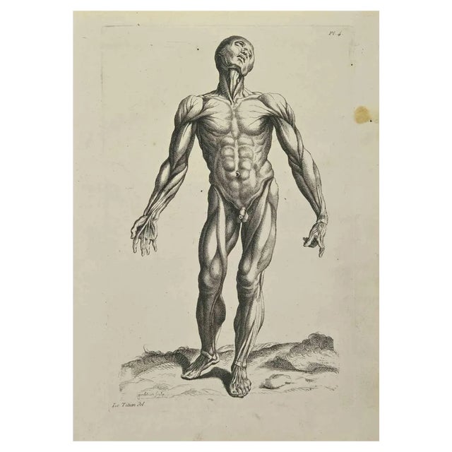 Jean François Poletnich, Anatomy Studies Muscles after Titian, Etching, 1755 For Sale