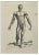 Jean François Poletnich, Anatomy Studies Muscles after Titian, Etching, 1755 For Sale