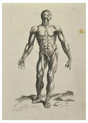 Jean François Poletnich, Anatomy Studies Muscles after Titian, Etching, 1755