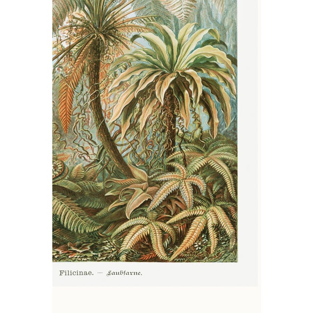 Botanical Art Print Reproduction, Vintage Fern and Palm Tree Illustration, 40" X 60" For Sale - Image 10 of 10