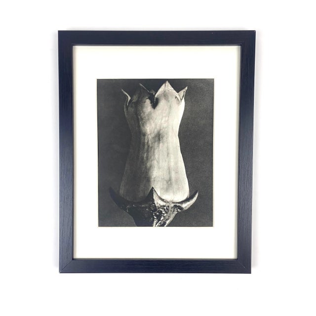 1940s 1940s Framed Botanical Blossfeldt Print - No. 52 For Sale - Image 5 of 5