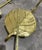 Mid 20th Century Vintage Large Monstera Leaf Metal Wall Mounted Tiebacks For Sale - Image 5 of 5