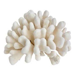 Natural Pacific Elk Coral Coastal Home Decor For Sale