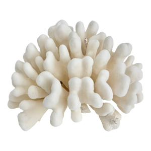 Natural Pacific Elk Coral Coastal Home Decor