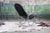 70s Sculptural Chrome + Black Velour Rocking Chair Rocker Manner Milo Baughman For Sale - Image 11 of 14