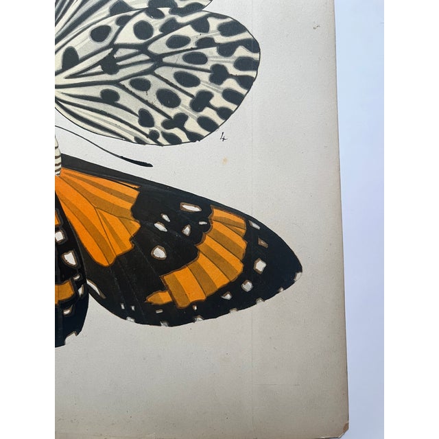 1920s Original E.A. Séguy Butterfly Print(s) From Papillons (No. 11) For Sale In New York - Image 6 of 6