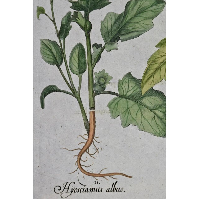 Flowering Henbane : A Besler 18th Century Hand-Colored Botanical Engraving, 1713 For Sale - Image 4 of 7