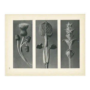 1928 Karl Blossfeldt Original Period Photogravure N101