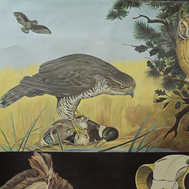 A classical pull-down Jung Koch Quentell wall chart illustrating goshawk, buzzard, long-eared owl. Used as teaching...