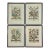 Late 20th Century Framed Prints, 12 Months of Flowers by Robert Furber Orig. 1730 - Set of Four For Sale