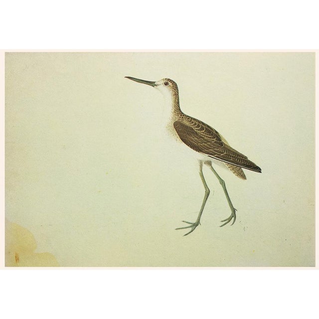 Farmhouse 1966 Vintage Cottage Print "Greenshank & Sabine's Gull" After John James Audubon For Sale - Image 3 of 7