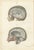 Gold Hirschfeld and Leveille, Median Sagittal Sections of the Head, 1866, Paper For Sale - Image 8 of 8
