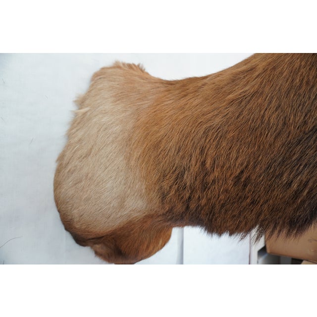 Elk Trophy Head & Shoulder Mount For Sale - Image 13 of 17