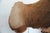 Elk Trophy Head & Shoulder Mount For Sale - Image 13 of 17