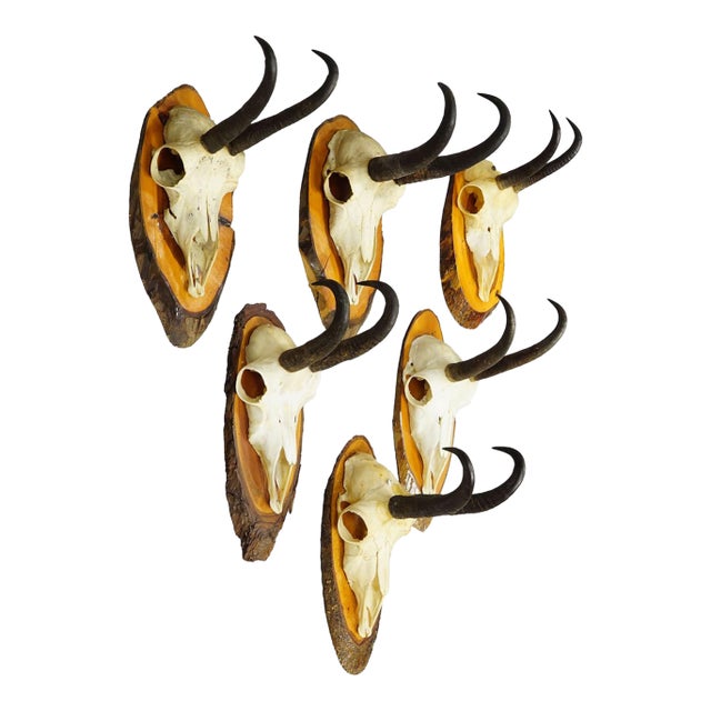 Set of Six Chamois Trophies on Birch Slices Germany Ca. 1960s For Sale