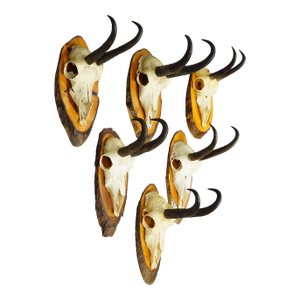 Set of Six Chamois Trophies on Birch Slices Germany Ca. 1960s