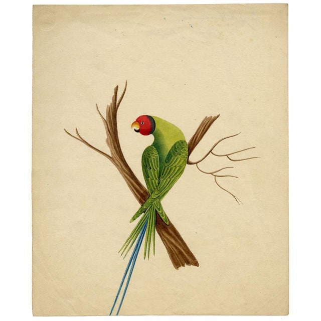 Indian Company School Artist, Indian Bird, 18th Century, Watercolor, Set of 8 For Sale - Image 11 of 18