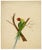 Indian Company School Artist, Indian Bird, 18th Century, Watercolor, Set of 8 For Sale - Image 11 of 18